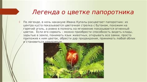 Мифы и представления о цветке папоротника