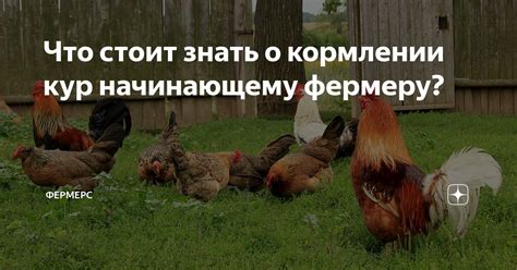 Мифы о кормлении кур макаронами
