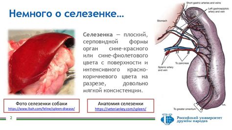 Мифы о селезенке говяжьей