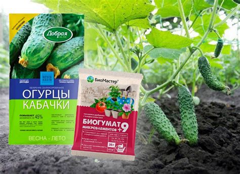 Миф или реальность: опрыскивание огурцов во время плодоношения