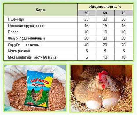Мнение ветеринаров о кормлении цыплят гречкой