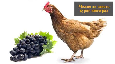 Можно ли давать курам зрелый виноград