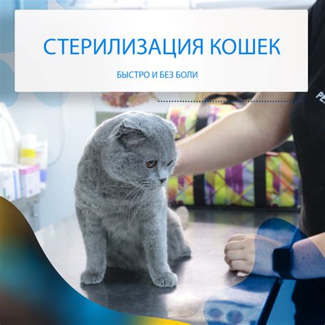 Можно ли ожидать выработку молока у стерилизованной кошки