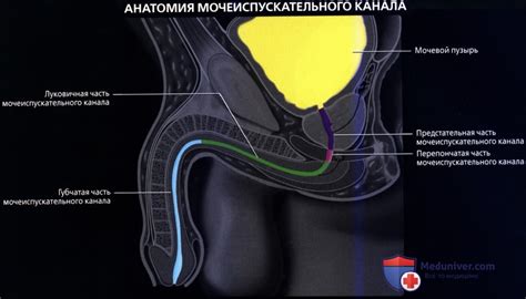 Мочеиспускательный канал