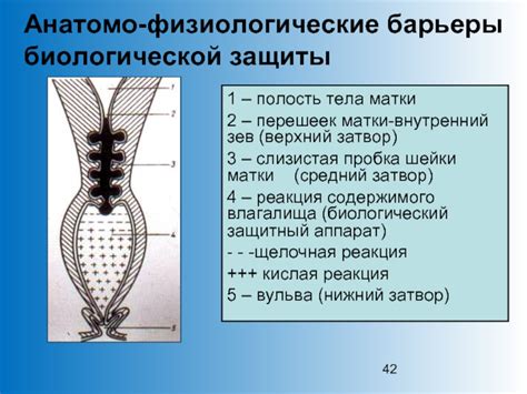 Мощный поддерживающий аппарат