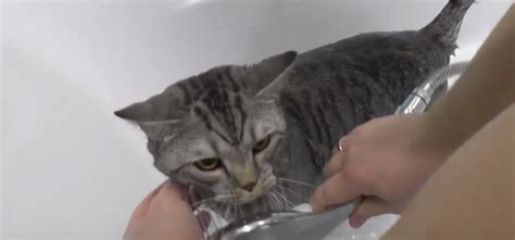 Мыть кота хозяйственным мылом - важные детали