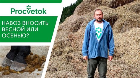 Навоз морских свинок как удобрение: