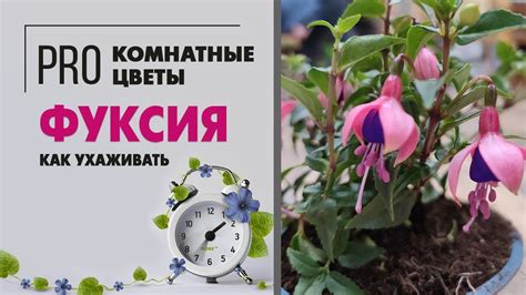 Наиболее частые причины выпадения бутонов у фуксии