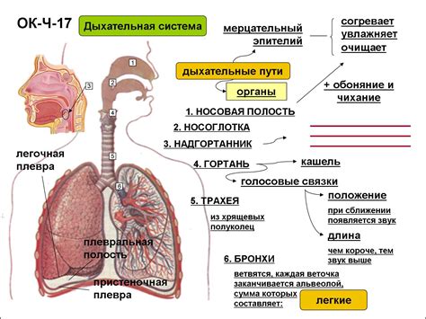 Наличие жидкости в органах дыхания