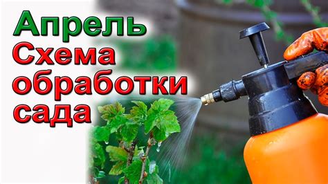 Нанесение очистительного средства на теплицу
