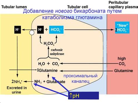 Нарушение баланса кислотности
