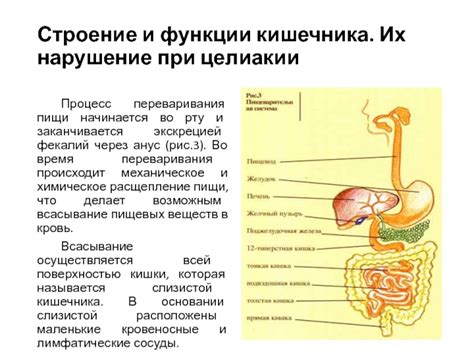 Нарушение механизмов переваривания пищи