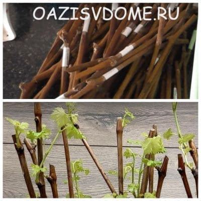Начинаем с укоренения