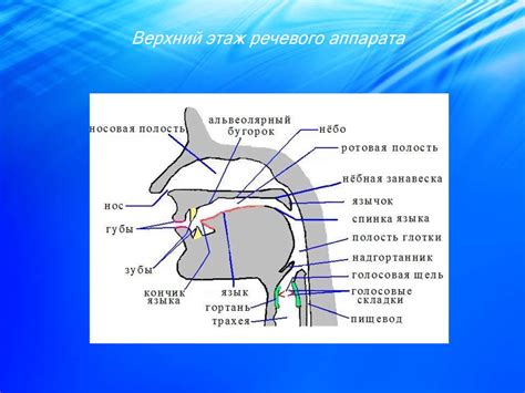 Невозможность контролировать речевой аппарат