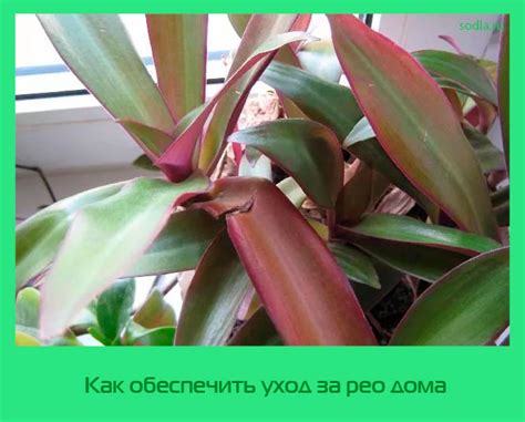Некорректный уход за рео