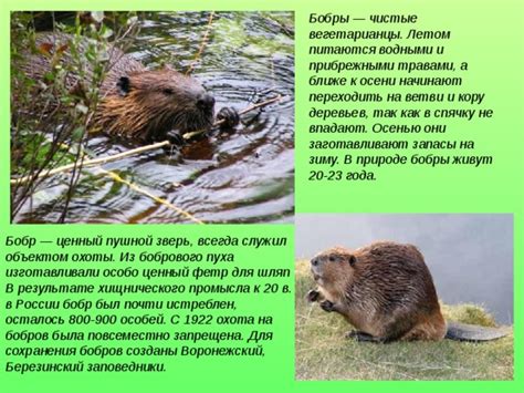 Необходимость сохранения бобров
