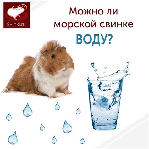 Неправильное использование поилки