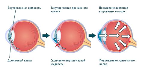 Нормальное развитие глаз крохи