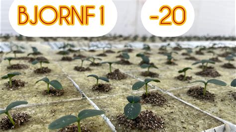 Обработка корневой системы после выкопки