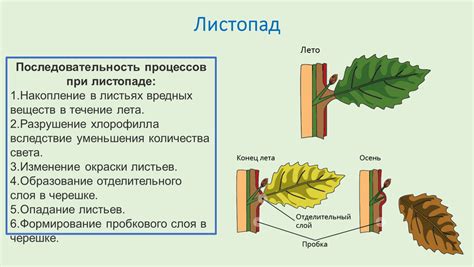 Образование сывороточного слоя