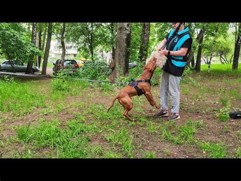 Обучение собаки