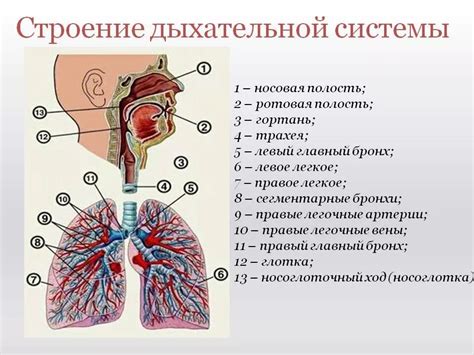 Оздоровление дыхательной системы