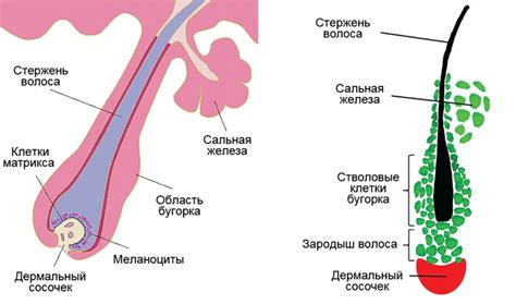 Опасности сокращения времени между бритьем: влияние на волосяные фолликулы