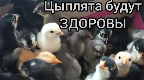 Опасность переедания гречкой для цыплят