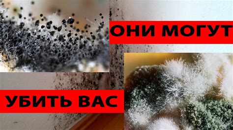 Опасность плесени для здоровья