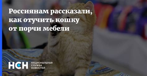 Опасность порчи мебели