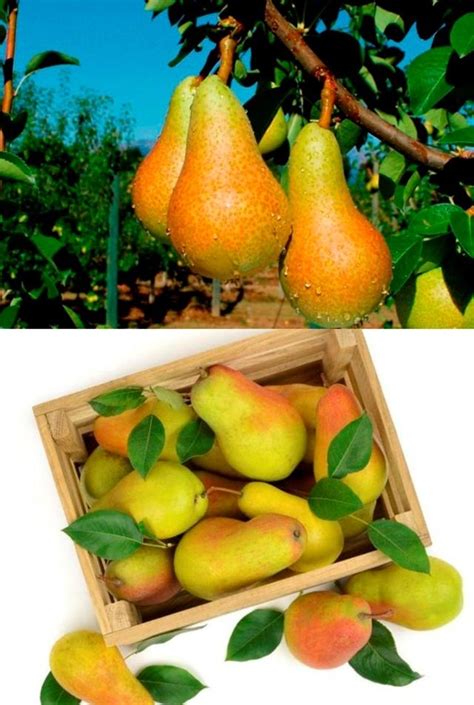 Описание сорта груши аббат