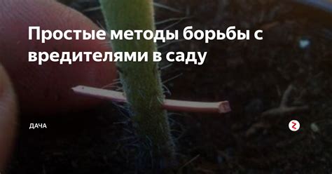 Опрыскивание огурцов: методы борьбы с вредителями