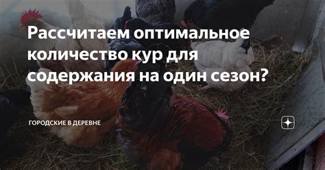 Оптимальное количество пшена в рационе кур