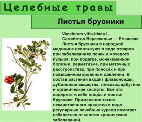 Оптимальные условия для сушки листьев брусники