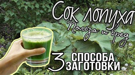 Оптимальные условия хранения сока лопуха в холодильнике