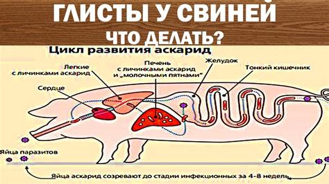 Оптимальный срок для забоя свиней после обработки от глистов