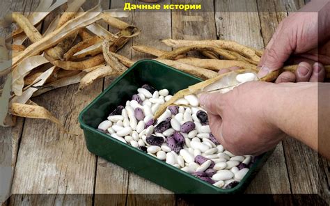 Основные правила замораживания красной фасоли
