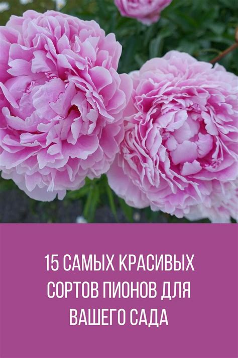 Особенности выбора сортов пионов для посадки в Ленинградской области