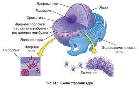 Особенности и функции пустого матричного ядра