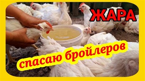 Особенности переваривания гороха дробленого у бройлеров