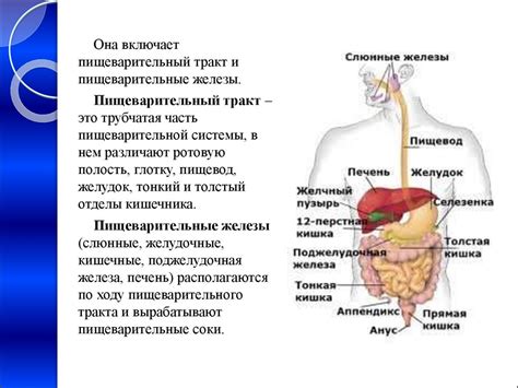 Особенности пищеварения, которые могут влиять на появление поноса после употребления борща