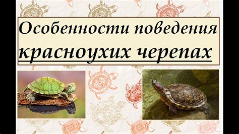 Особенности поведения красноухих черепах