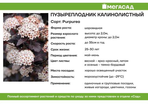 Особенности посадки пузыреплодника в октябре
