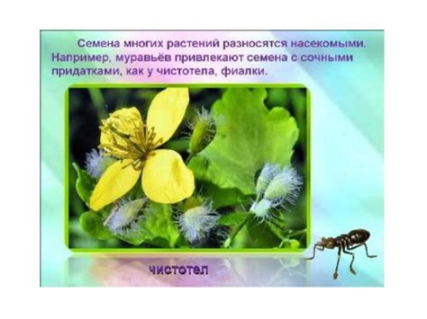 Особенности процесса обработки скором и его влияние на плоды