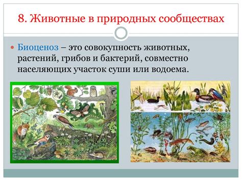 Особенности среды обитания роголистника в природе