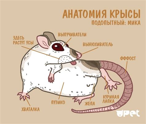 Особенности строения лапок у мышей