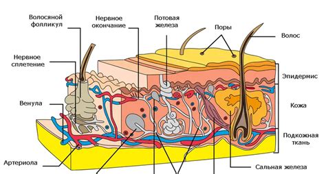 Особенности структуры кожи рук