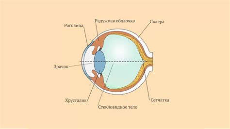 Особенности структуры сетчатки глаза