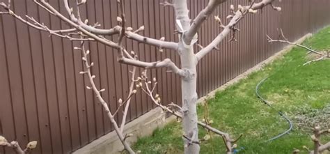 Особенности ухода за деревом после покраски