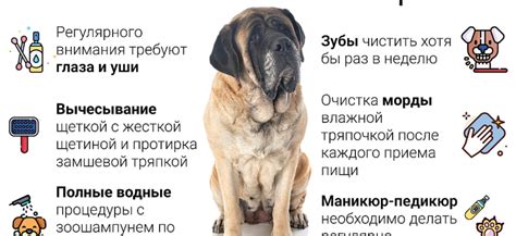 Особые требования для больших пород собак